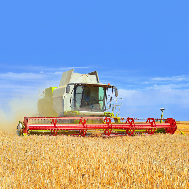 combinar colheitadeira trabalhando no campo de trigo, colheita no campo - Foto, Imagem