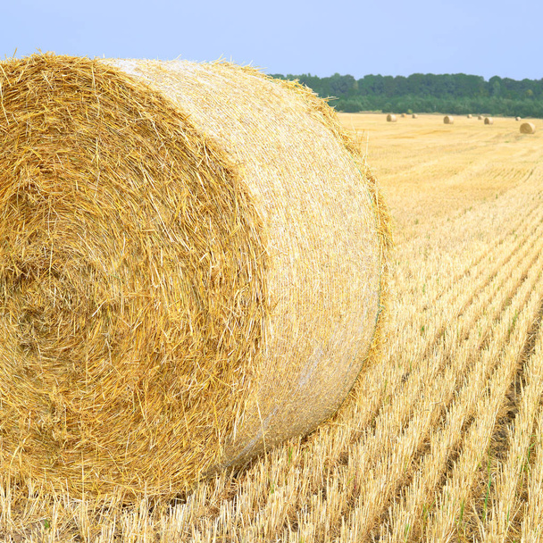 Harvesting of straw in the rural landscape - Photo, Image