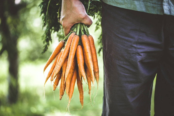 Organic vegetables. Healthy food. Fresh organic carrots in farmers hands - Foto, Imagen