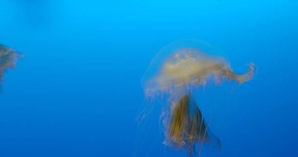 Kaunis meduusat vesisäiliössä
 - Valokuva, kuva