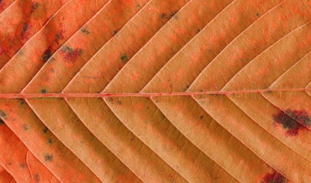 Осенний лист вены структуры крупным планом. Оранжевый осенний лист макро. Баннер высокого формата
 - Фото, изображение