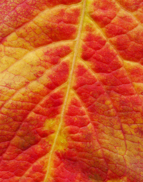 Красный осенний лист крупным планом. Макро из красного листа. Осенний лист близко
 - Фото, изображение