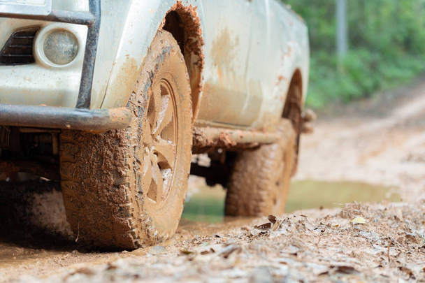 Автомобільна шина на брудній дорозі зі стовбуром падаючого дерева в лісі
. - Фото, зображення