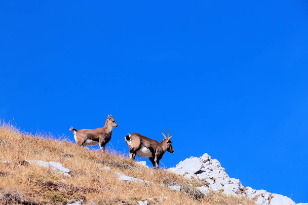 dos ibexes en la cima
 - Foto, imagen