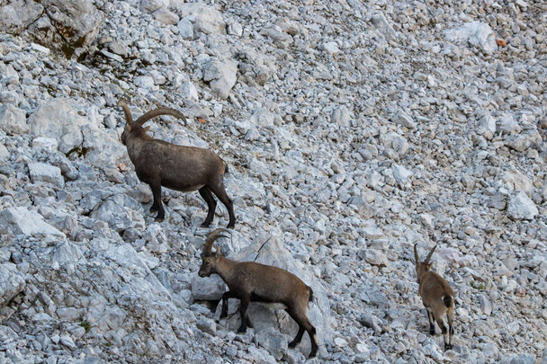 ibex family in the mountains - Photo, Image