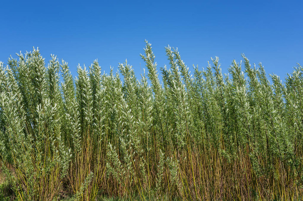Energinen paju (salix viminalis) plantaasi, vaihtoehtoinen energia luonnollinen ekologinen tausta
 - Valokuva, kuva