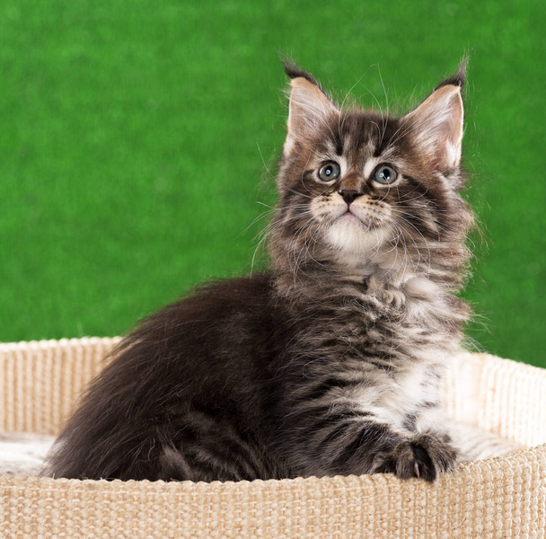 Maine Coon kitten on the scratching-stone over green grass background - Foto, Imagem