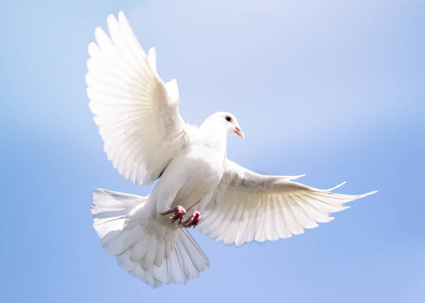 Federweißer Taubenvogel fliegt gegen strahlend blauen Himmel - Foto, Bild