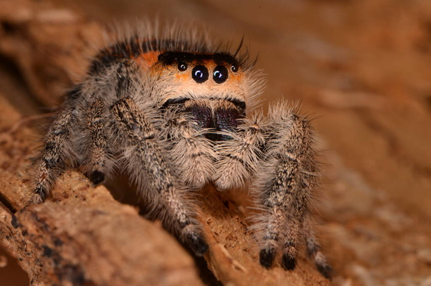 Araignée sauteuse - Phidippus Regius - Photo, image