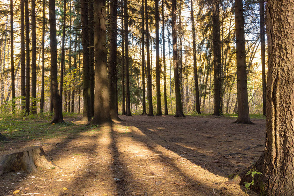 Shadows of the trees of pines in the forest on the ground. Daytime. - Fotoğraf, Görsel