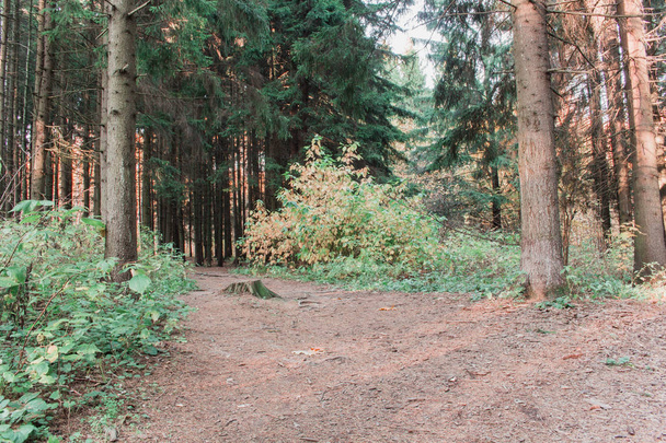 A path in the woods around tall trees. Daytime. - Valokuva, kuva