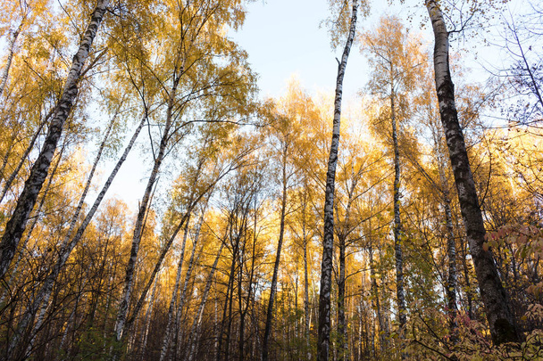 Birch trees with yellow leaves rise against the blue sky. Daytime. - Photo, image