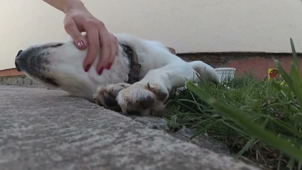 tulajdonos kézzel kis fehér kutya, a zöld fű  - Felvétel, videó