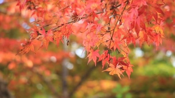 日本の美しい秋の葉色 - 映像、動画