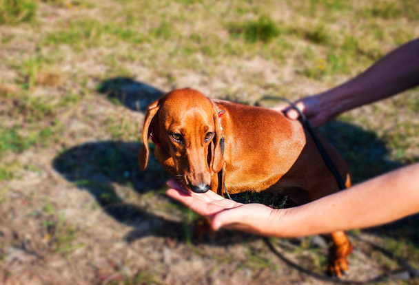 Retrato de salchicha de pelo liso estándar. Perro rojo. amar a los animales. Dachshund perro
 - Foto, imagen