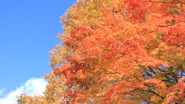 krásná podzimní listí v Japonsku - Záběry, video