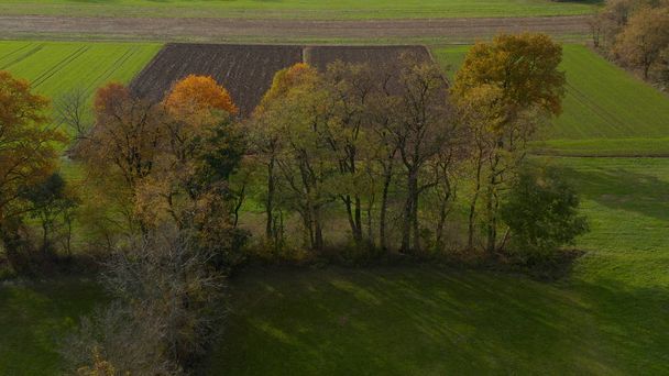 Κεραία βολή των δέντρων σε θαμνοστοιχιών, φθινόπωρο φύλλωμα ζωντανή - Φωτογραφία, εικόνα