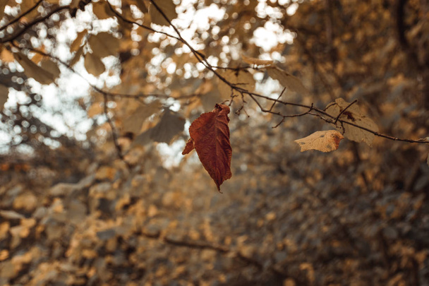 last brown birch leaf hanging on the branch in front of colorful foliage - Photo, Image