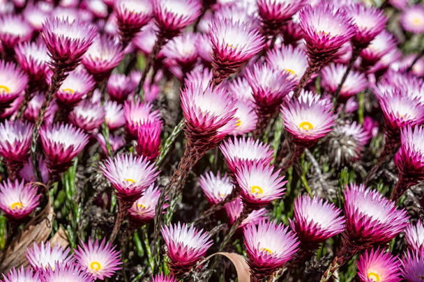 Яскраво-рожева і жовта весняна квітка цвіте
 - Фото, зображення
