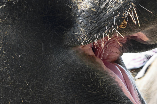 Μέρος της κεφαλής του τεράστιο ελέφαντα Σουμάτρα αρθεί κορμό με ανοιχτό το στόμα - Φωτογραφία, εικόνα
