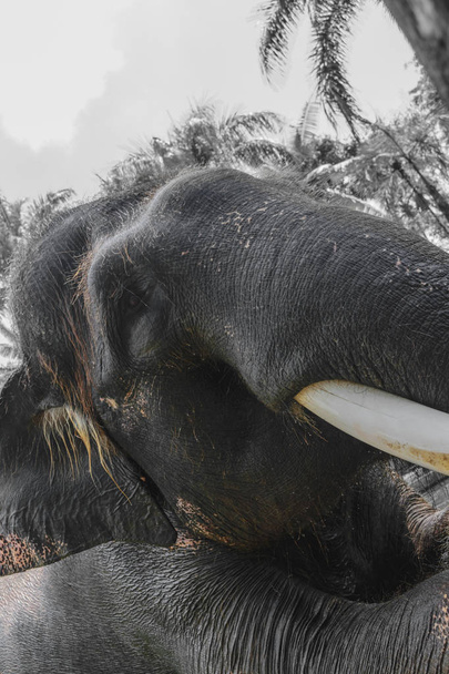 Siyah ve Beyaz orman arka plan önünde oturan büyük tusk ile dev Sumatra fil profil görünümü - Fotoğraf, Görsel