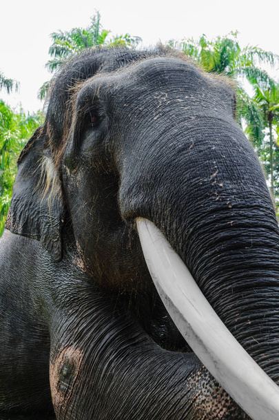 Вид на гигантского слона Суматры с большим бивнем, сидящего на фоне зеленых джунглей
 - Фото, изображение