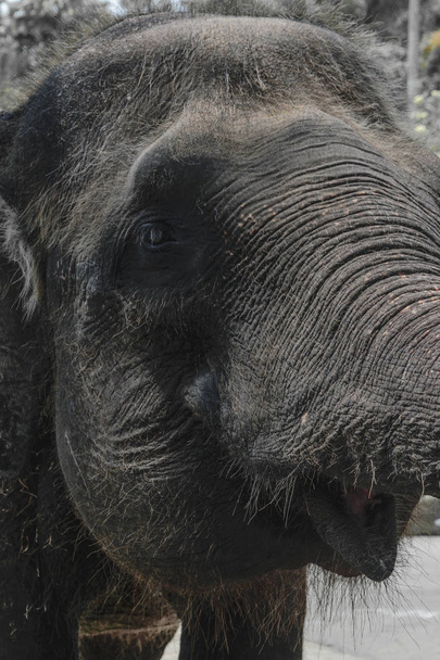 Visão de perfil do enorme elefante Sumatra tentando alcançar algo com seu tronco
 - Foto, Imagem