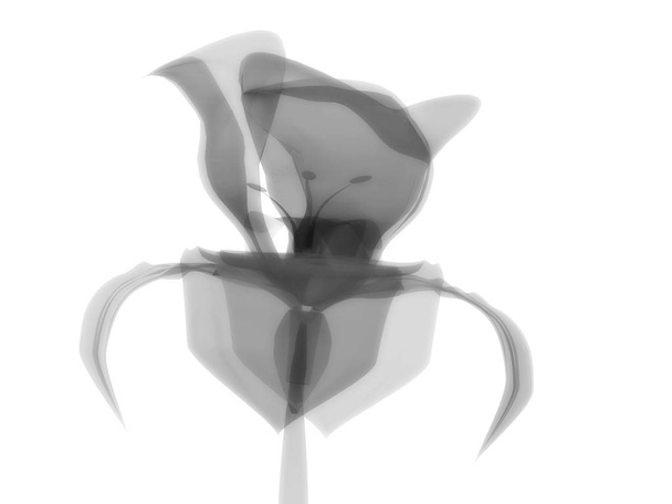 Radiography flower, macro on white, x-ray - Photo, Image