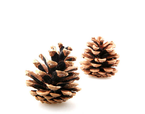 Large Natural Pine Cone Isolated On White Background - Photo, Image