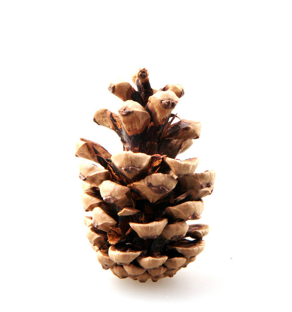 Large Natural Pine Cone Isolated On White Background - Photo, Image