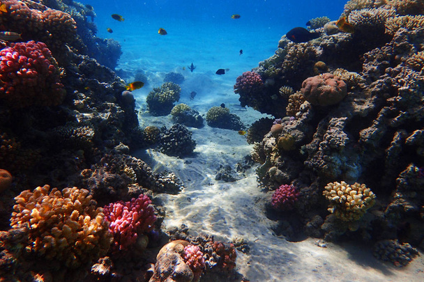 arrecife de coral en Egipto con naturaleza de color
      - Foto, imagen