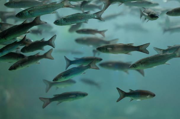Fishes in aquarium or reservoir ubder water on fish farm - Zdjęcie, obraz