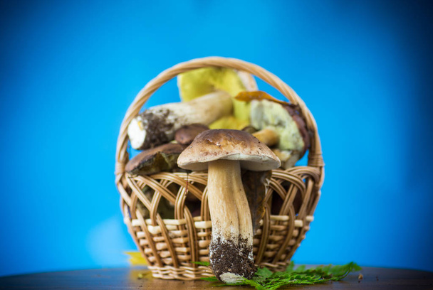 forest fresh natural mushrooms boletus on a blue - Fotografie, Obrázek