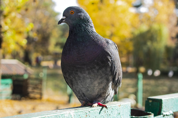 голубь на заборе
 - Фото, изображение