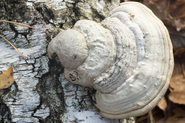 Fomes fomentarius  tinder fungus, hoof fungus on tree stump - Photo, Image