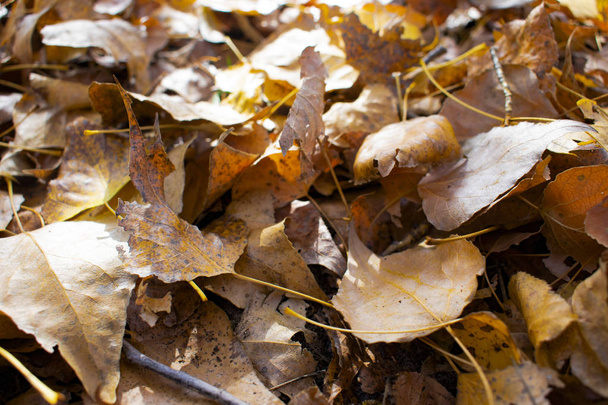 beautiful yellowed leaves in autumn - Photo, Image