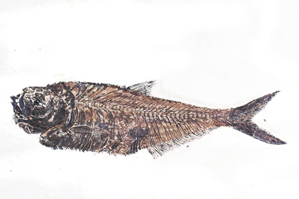 fosszilis hal elszigetelt fehér background - Fotó, kép
