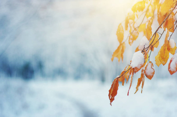 Gele bladeren in de sneeuw op de zon. Late herfst en vroege winter. Wazige natuur achtergrond met ondiepe dof. De eerste sneeuwval. - Foto, afbeelding