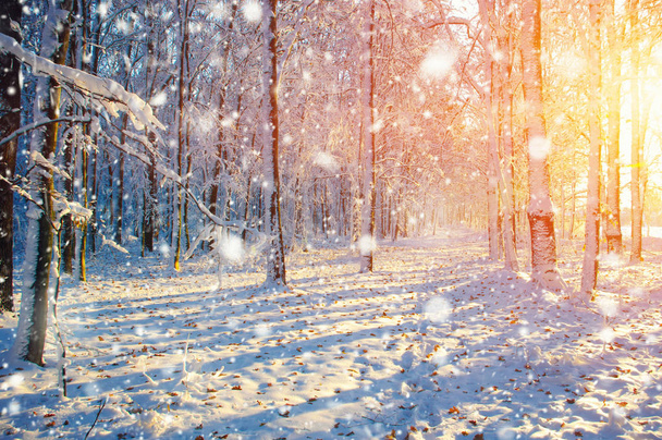 Talvi metsä auringossa ja puu lumessa - Valokuva, kuva