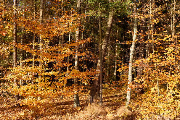 Пейзажі природи з великою кількістю барвисті листя. Воєводство, північній Польщі. - Фото, зображення