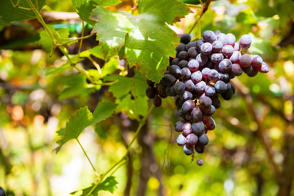 Close-Up Of Organic Grape Bunch At Vineyard - 写真・画像