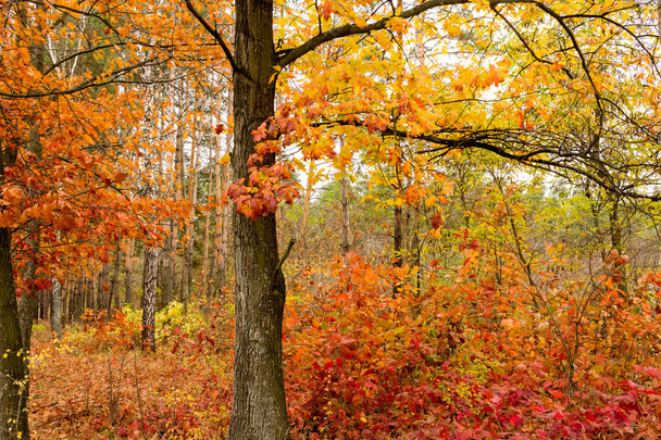 Bright autumn foliage of old and young oak shoots - Fotó, kép