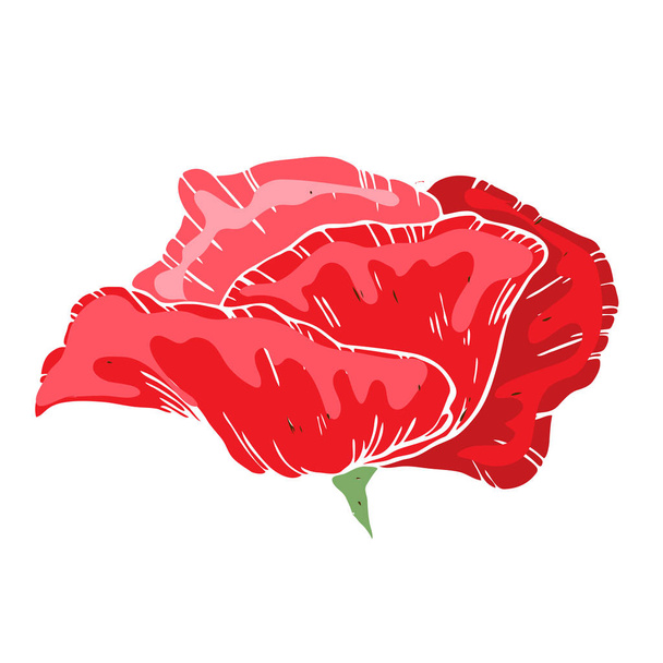 Beautiful poppy flower. Illustration of big poppy bud isolated on white background. Hand drawn vector. Nature floral collection - Vetor, Imagem