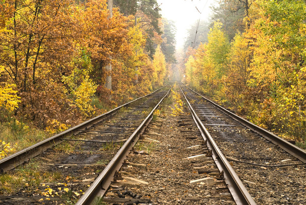 Tory tramwajowe w jesień las Kijów, Ukraina - Zdjęcie, obraz