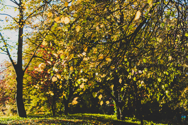 Осенний городской парк ранней осенью с золотыми и оранжевыми тонами на деревьях и опавшими листьями
 - Фото, изображение