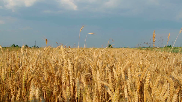 Grain veld, rijpe Korenveld, tarwe veld gestreeld door Wind  - Video