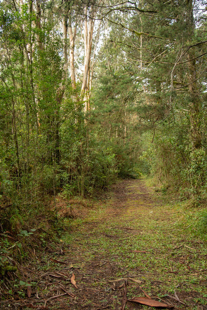 Une vue de face d'une piste dans le bosquet avec personne visible que pa
 - Photo, image