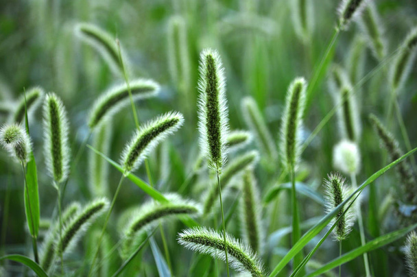 One-year plant, food, feed culture and invasive weed cereal setaria - Photo, Image