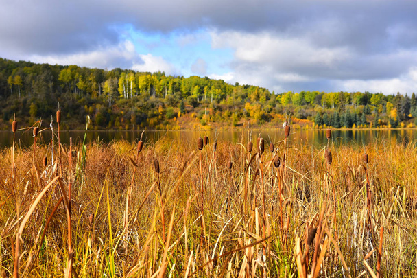 Obrázek z nadýchané hnědé cattails na okraji bažinatých rybníka v pozdním podzimu.  - Fotografie, Obrázek