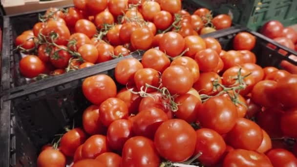 Czerwony świeże pomidory organicznych na oddział w kosz na półce w supermarkecie. - Materiał filmowy, wideo